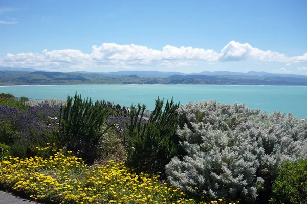 太平洋岸 ネーピア ニュージーランドで花が咲く — ストック写真