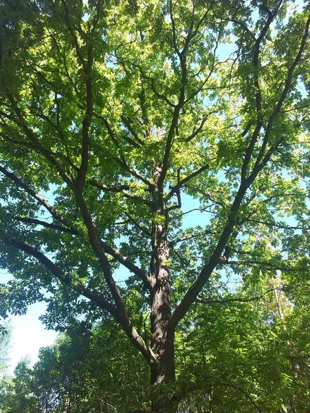Güneşli bir ormanda büyük ağacı