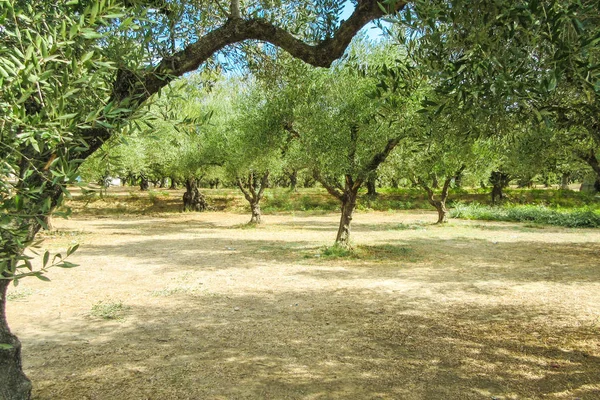 Zeytin ağaçları Zakynthos Island, Yunanistan