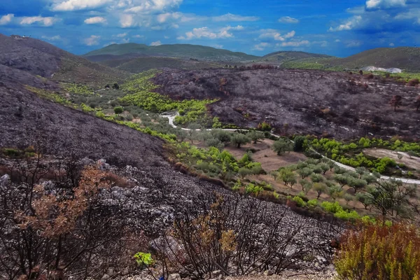 Tierra Quemada Isla Zakynthos Después Del Incendio Grecia 2017 —  Fotos de Stock