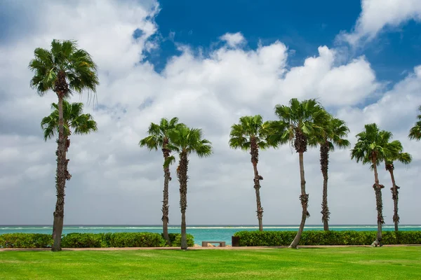 Seascape view on the palm trees and green loan in the front.