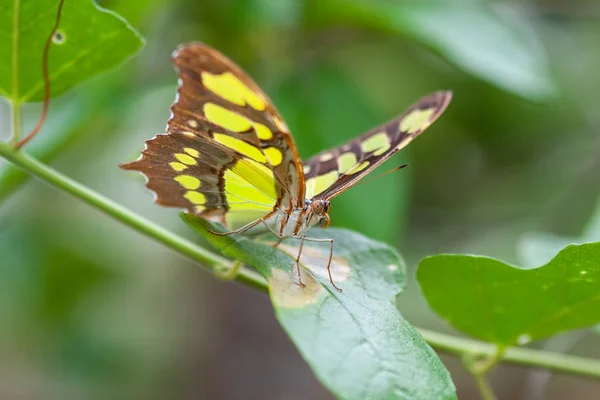 Exotic Butterfly Leaf Natural Environment Belize — Stock Photo, Image