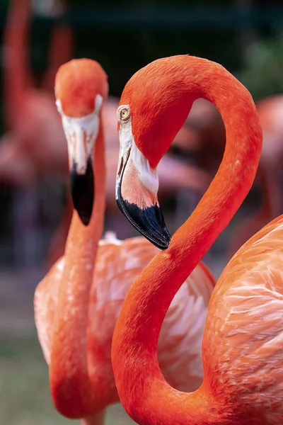 Flamingo kuşları kendi doğal ortamlarında bir çift portresi. 