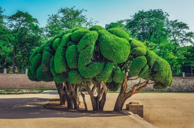 Heykel selvi ağaçları içine Buen Retiro Park Madrid, İspanya.