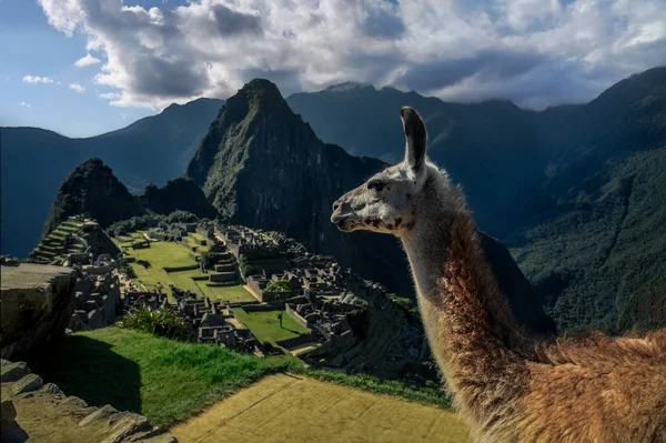 Machu Picchu Perú Retrato Lama Mirando Montaña — Foto de Stock