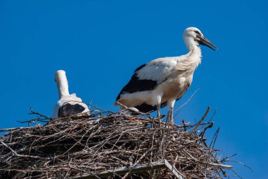 Leylek kuşlar yuvaya telefon direği üzerinde oturma.