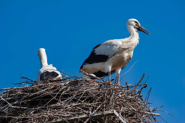 Leylek kuşlar yuvaya telefon direği üzerinde oturma.