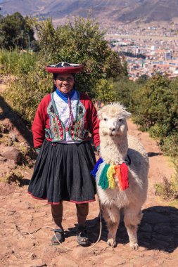 Cuzco/Peru-07.11.2017: Geleneksel kıyafetlerle Lama Cuzco, Peru yerel kadınla.