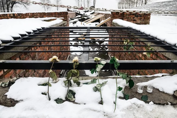 Oswiecim Polonia 2018 Flores Rosas Colocadas Sobre Las Ruinas Una —  Fotos de Stock