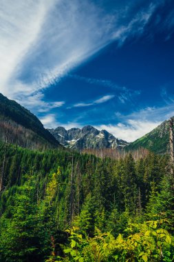 Derin mavi gökyüzü yukarıdaki ile yüksek dağ tepe tepe üzerinde orman Vadisi'nden görüntülemek.