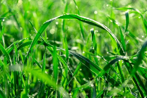 Groen Gras Blaadjes Met Morning Dew Drops Bij Zonsopgang — Stockfoto