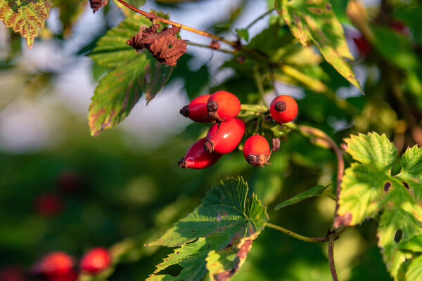 Shrub of Wild Rose fruit in natural environment. Source of vitamin C.
