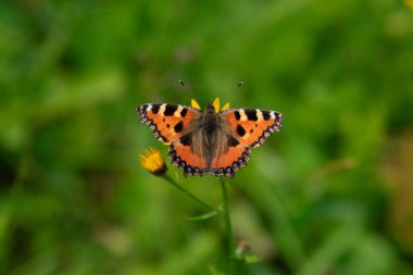 Turuncu kelebek çiçek, kanatları Yayilim.