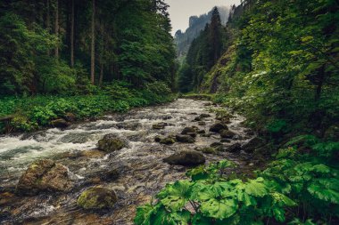 Yalak yeşil orman büyük taşlarla akan dağ dere görüntüleyin. 