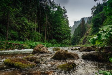 Yalak yeşil orman büyük taşlarla akan dağ dere görüntüleyin. 