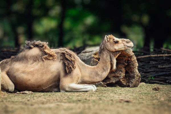 Camello Tendido Sobre Hierba Con Poco Piel Invierno Sobrante Piel — Foto de Stock