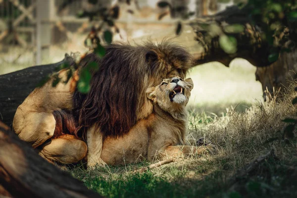 Aslan ve copulating dişi aslan. Aslan dişi dağ ve onu boynundan ısırıyor.  