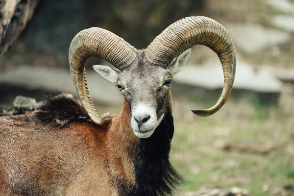 Mouflon Ram の肖像 — ストック写真