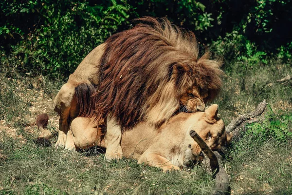 Leão Leoa Copular Leão Montar Fêmea Morde Pescoço — Fotografia de Stock