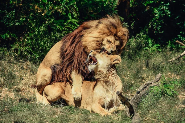 Lion and lioness copulating. Lion mount the female and bites her in the neck.