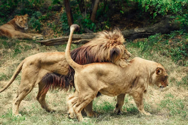 Leão Leoa Copular Leão Montar Fêmea Morde Pescoço — Fotografia de Stock