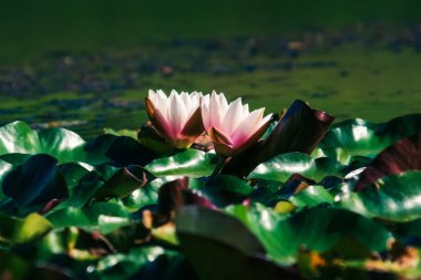 Gölde çiçeklenme pembe / beyaz renkli nilüferler çiçek görüntüleyin.