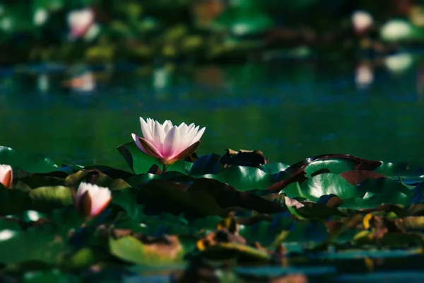 Vista Cor Rosa Branca Flor Lírio Água Florescendo Lagoa — Fotografia de Stock