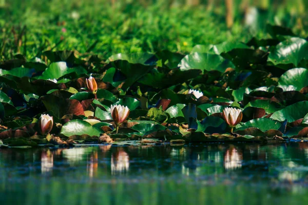 Vista Sobre Cor Rosa Branco Lírios Flor Água Florescendo Lagoa — Fotografia de Stock