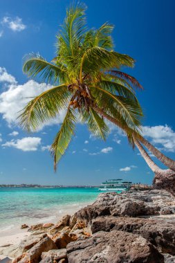Tropik ada Bahamalar. Palmiye ağacı ile sahilde görüntüleyin. Tatil hedef.
