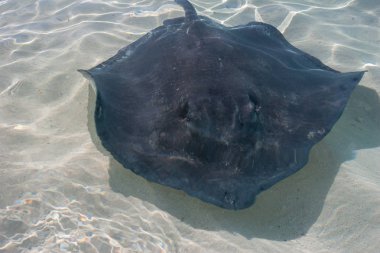 Stingrays balık sığ suda. 