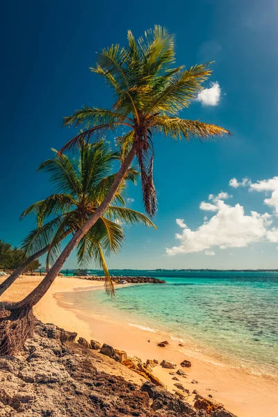 Тропічний Острів Багами Переглянути Пляжі Пальмових Дерев Призначення Відпустку — стокове фото
