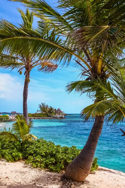 Isola Tropicale Alle Bahamas Vista Sulla Spiaggia Con Palma Destinazione — Foto Stock