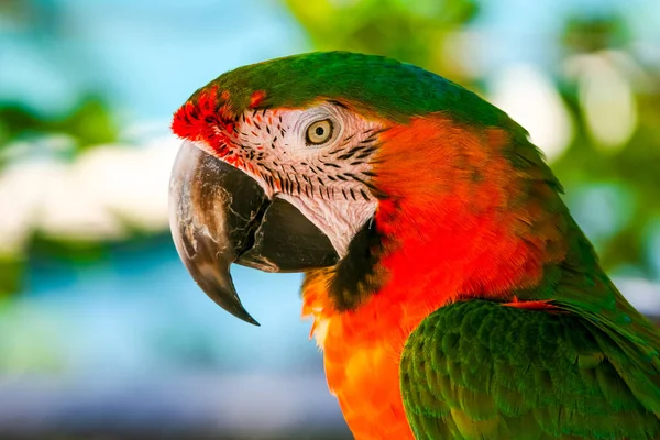 Portrait of the colorfully plumed Ara parrot in the natural environment.
