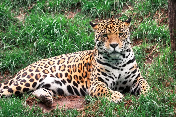 Retrato Animal Gato Selvagem Leopardo Deitado Grama Olhando Para Câmera — Fotografia de Stock