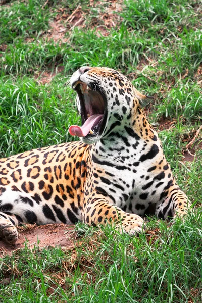 Retrato Animal Gato Selvagem Leopardo Enquanto Boceja Exibe Suas Presas — Fotografia de Stock