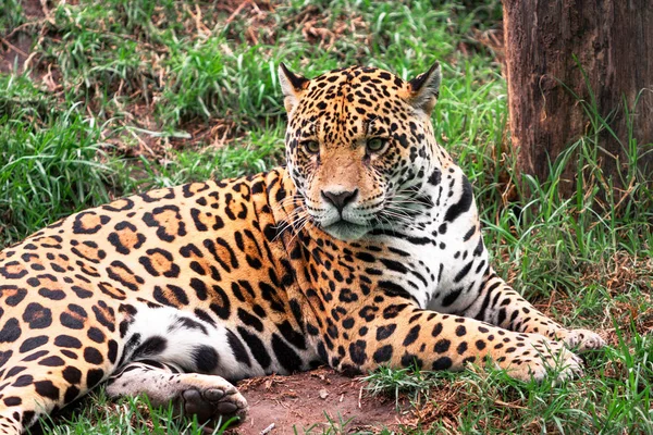 Retrato Animal Gato Selvagem Leopardo Deitado Grama Olhando Para Câmera — Fotografia de Stock