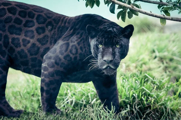 Retrato Pantera Preta Gato Selvagem Olhando Direto Para Câmera Assassino — Fotografia de Stock