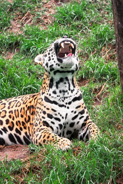 Portrait Animal Chat Sauvage Léopard Tout Bâillant Affichant Ses Crocs — Photo