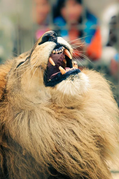 Retrato Animal Gato Selvagem Leão Rei Enquanto Ruge Exibe Suas — Fotografia de Stock
