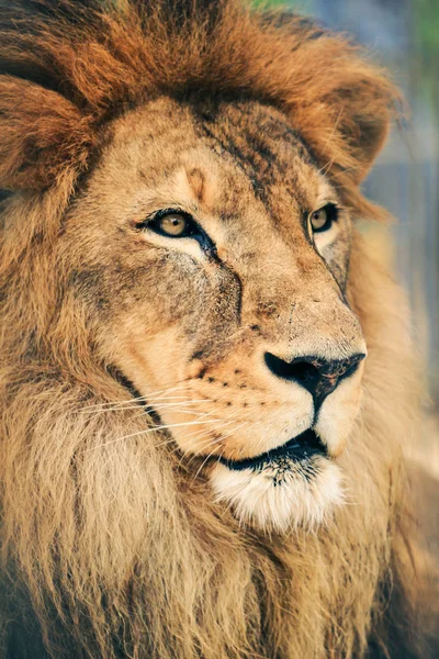 Portret Majestatycznego Zwierzęcia Lew Król — Zdjęcie stockowe