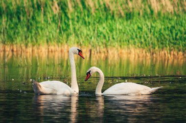 Beyaz kuğular oynuyorlar, kıyıya yakın gölde birbirleriyle flört ediyor. Vahşi yaşam manzarası. 