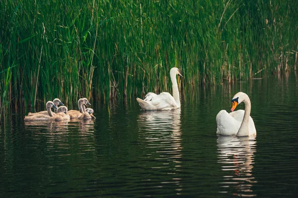 Swan family. White swan with cygnets swimming in the lake near the shore. Young swans still with the grey color plumage.