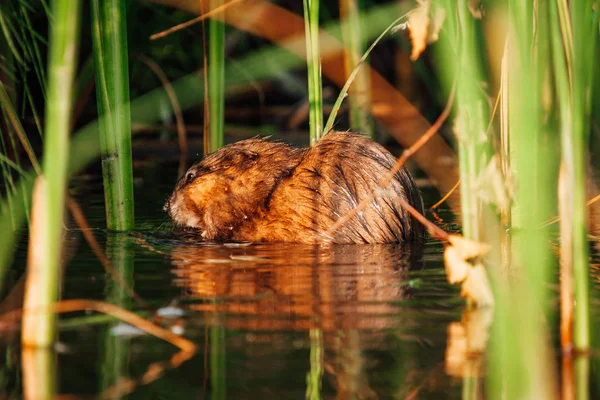 Sneak peek on the brown beaver in his natural environment submerged half way in the lake between the water reed during the sunrise.