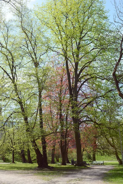 Çeşitli Ağaçlar Satır Bir Patika Geyiğin Park Hirvepark Tallinn Estonya — Stok fotoğraf