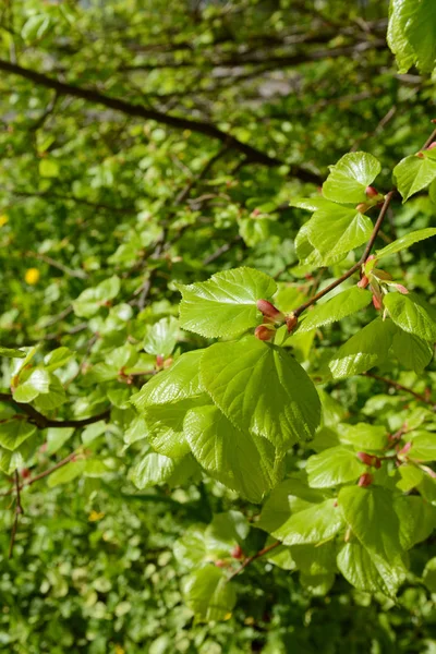 Ramo Folhas Verdes Frescas Uma Árvore Visco Luz Solar Primavera — Fotografia de Stock