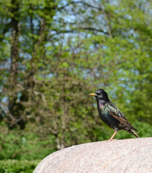 Starling Parlak Renkli Tüyleri Ile Taş Çıkıntıya Bir Parkta Üzerinde — Stok fotoğraf