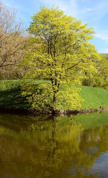 新しい緑豊かな緑の葉を持つ背の高い木は明るい春の日に タリンの下の池に反映されます — ストック写真