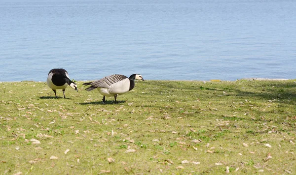 Two Barnacle Geese Graze Grass Water Suomenlinna Island Finland — Stock Photo, Image