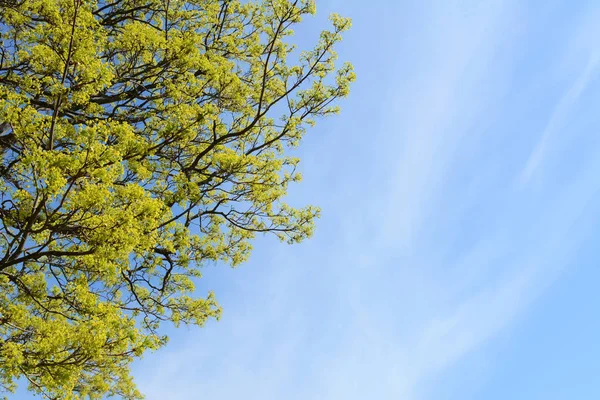 Folhas Verdes Brilhantes Árvores Cal Contra Céu Azul Com Espaço — Fotografia de Stock