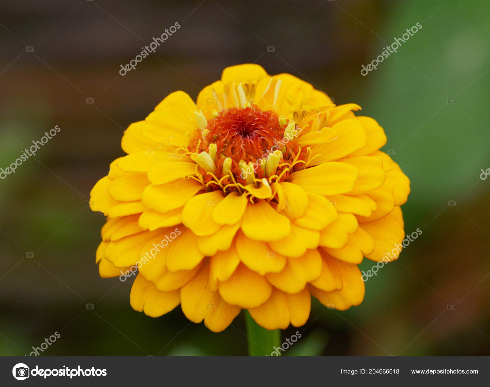 Macro Uma Flor Zinnia Amarela Brilhante Com Camadas Pétalas Centro fotos,  imagens de © sarahdoow #204666618